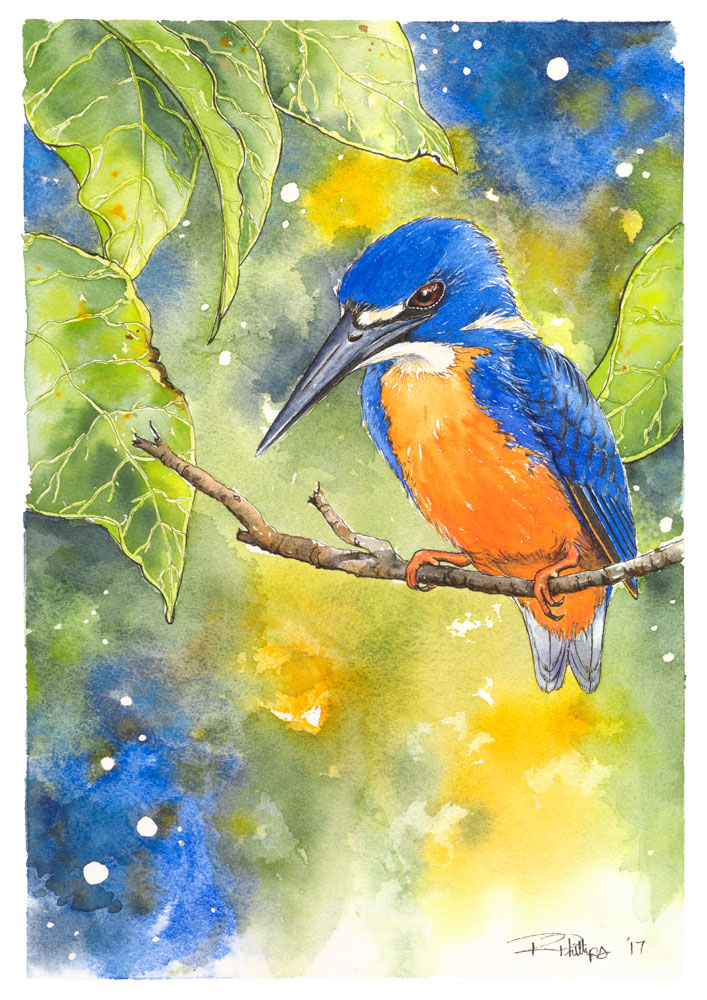 Azure Kingfisher Artwork - Ink and Watercolour Original Painting