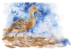 Plumed Whistling Duck Artwork - Ink and Watercolour Original Painting