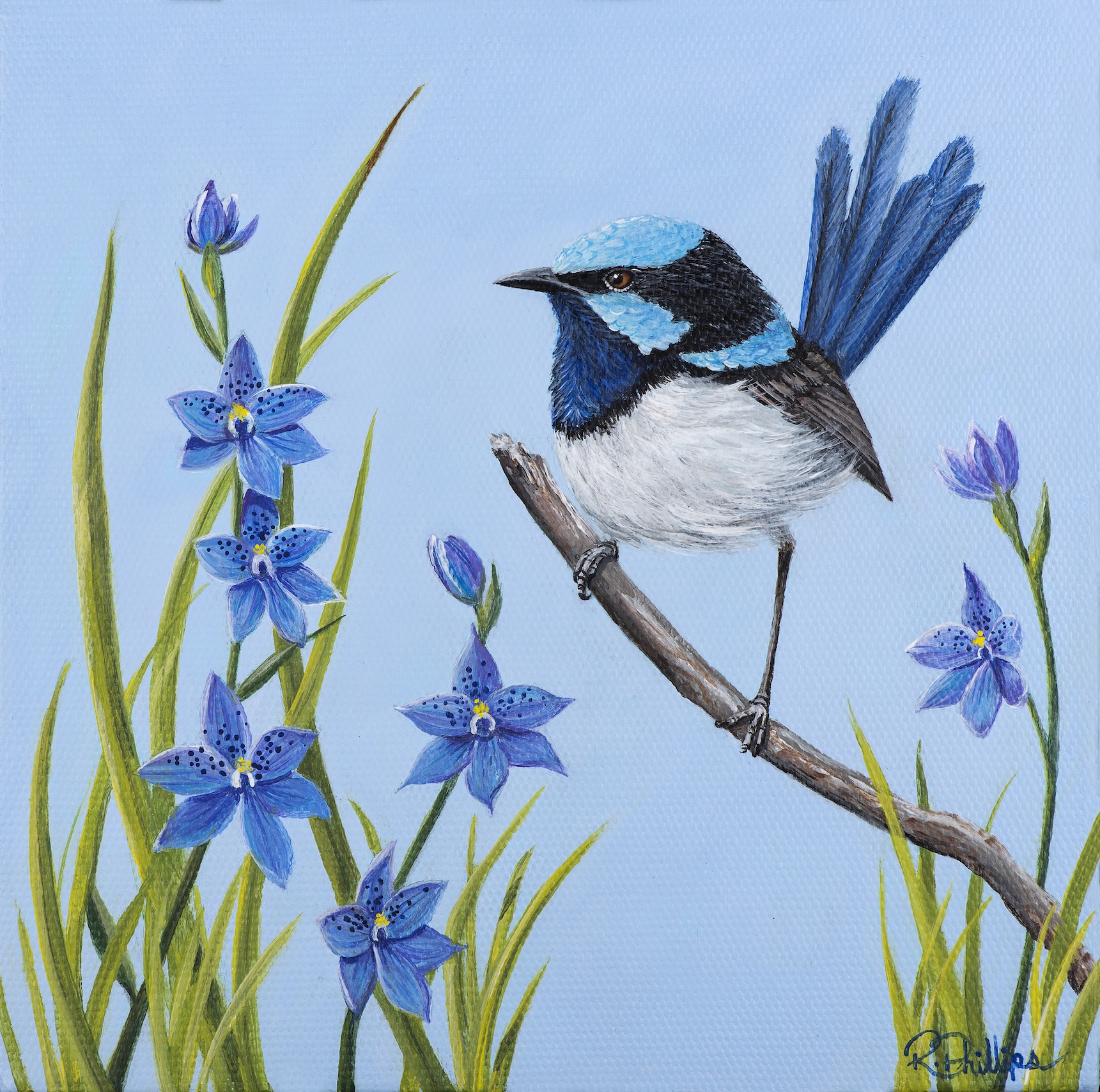 Original Artwork Superb Fairy-wren and Spotted Sun Orchid Flowers, Acrylic on Canvas